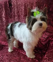 Ace Parti Boy, a male Yorkshire Terrier for sale in Pembroke Pines, FL – 2 of 5