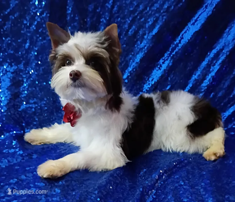 Ace Parti Boy – Yorkshire Terrier puppy for sale in Pembroke Pines, FL