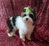 Ace Parti Boy, a male Yorkshire Terrier for sale in Pembroke Pines, FL – 3 of 5