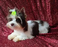 Ace Parti Boy, a male Yorkshire Terrier for sale in Pembroke Pines, FL – 4 of 5