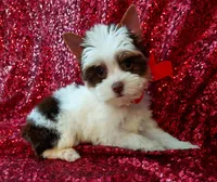 Ace Parti Boy, a male Yorkshire Terrier for sale in Pembroke Pines, FL – Photo 4 of 5