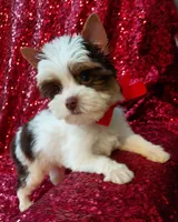 Ace Parti Boy, a male Yorkshire Terrier for sale in Pembroke Pines, FL – Photo 5 of 5