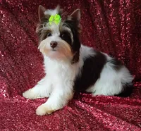 Ace Parti Boy, a male Yorkshire Terrier for sale in Pembroke Pines, FL – 5 of 5