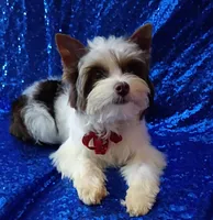 Ace Parti Boy, a male Yorkshire Terrier for sale in Pembroke Pines, FL – Photo 3 of 3