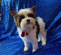 Ace Parti Boy, a male Yorkshire Terrier for sale in Pembroke Pines, FL – Photo 2 of 3