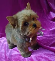 Tiny AKC Baby Doll face boy, a male Yorkshire Terrier for sale in Hollywood, FL – 3 of 5