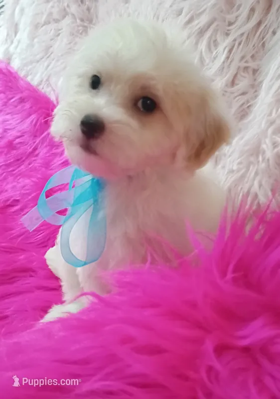 Sammy  – Maltipoo puppy for sale in Hollywood, FL
