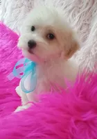 Sammy , a male Maltipoo for sale in Hollywood, FL – 2 of 3