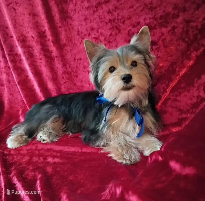 AKC Bo Ch. Bloodlines  – Yorkshire Terrier puppy for sale in Hollywood, FL