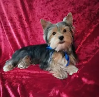 AKC Bo Ch. Bloodlines , a male Yorkshire Terrier for sale in Hollywood, FL – 1 of 3