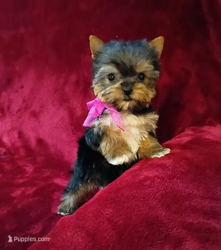T cup Cookie Ch. Lines – Yorkshire Terrier puppy for sale in Pembroke Pines, FL