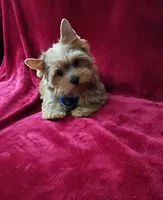 AKC Foxy Boy , a male Yorkshire Terrier for sale in Hollywood, FL – 3 of 4