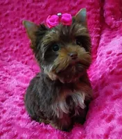 T cup Baby Doll face Chocolate/ tan , a female Yorkshire Terrier for sale in Pembroke Pines, FL – 6 of 9