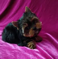 AKC Baby Doll face , a female Yorkshire Terrier for sale in Hollywood, FL – 5 of 5
