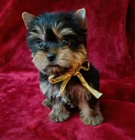 AKC Tiny Prince Ch. Lines, a male Yorkshire Terrier for sale in Pembroke Pines, FL – 1 of 4