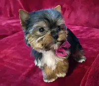 T cup Cookie Ch. Lines, a female Yorkshire Terrier for sale in Pembroke Pines, FL – 2 of 7
