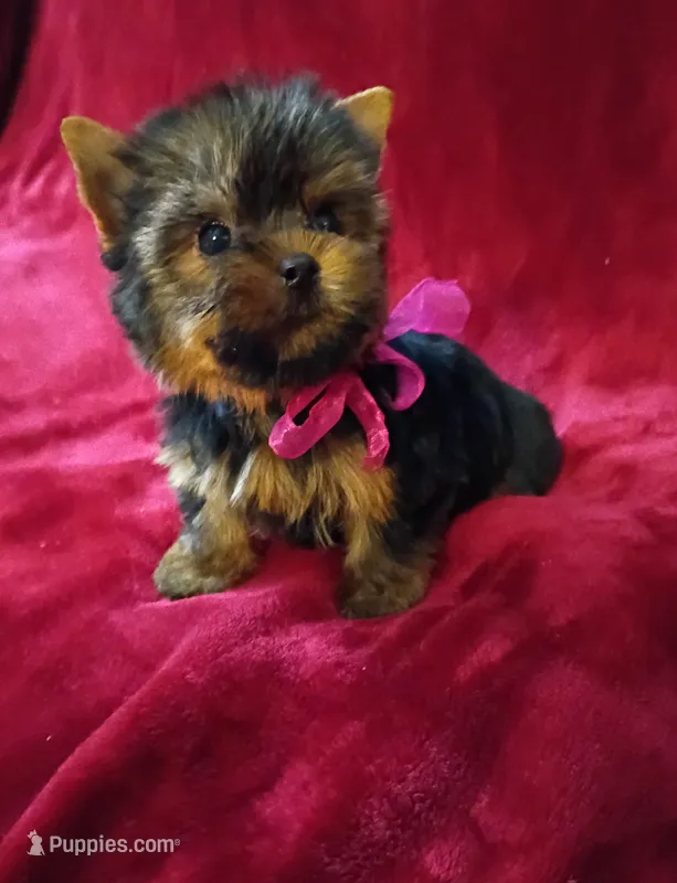 Beautiful Baby  – Yorkshire Terrier puppy for sale in Pembroke Pines, FL