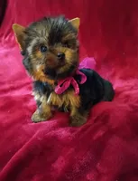 Beautiful Baby , a female Yorkshire Terrier for sale in Pembroke Pines, FL – 1 of 4