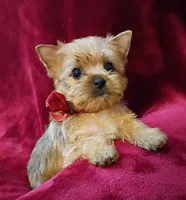 AKC Pretty Princess , a female Yorkshire Terrier for sale in Pembroke Pines, FL – 3 of 4