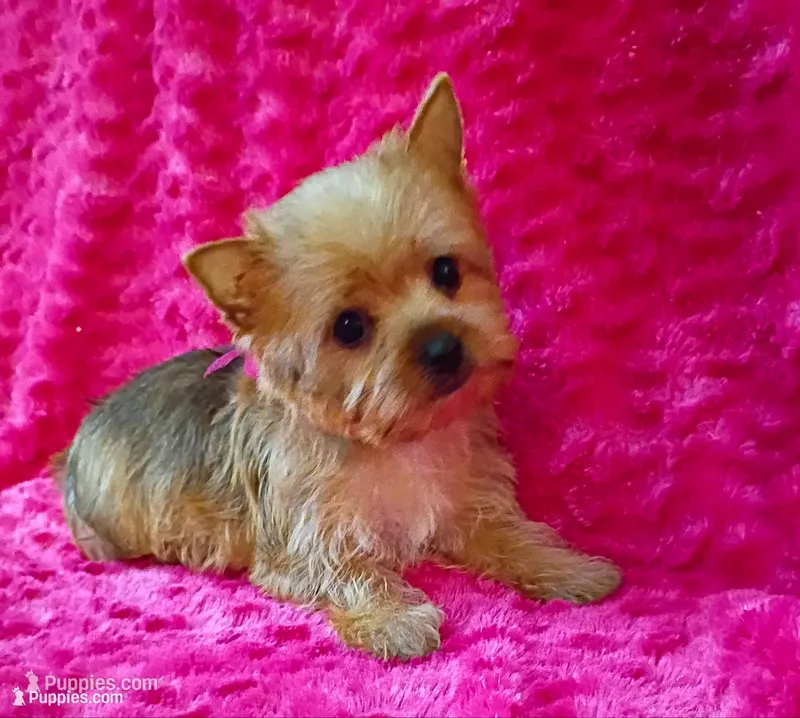 AKC Pretty Princess  – Yorkshire Terrier puppy for sale in Pembroke Pines, FL