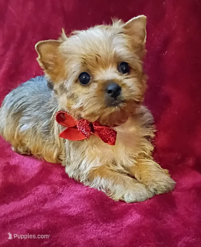 AKC Pretty Princess  – Yorkshire Terrier puppy for sale in Pembroke Pines, FL
