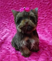T cup Baby Doll face Chocolate/ tan , a female Yorkshire Terrier for sale in Pembroke Pines, FL – 3 of 9