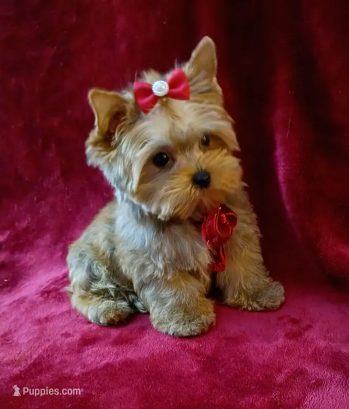 Tiny AKC Baby Doll face boy – Yorkshire Terrier puppy for sale in Hollywood, FL