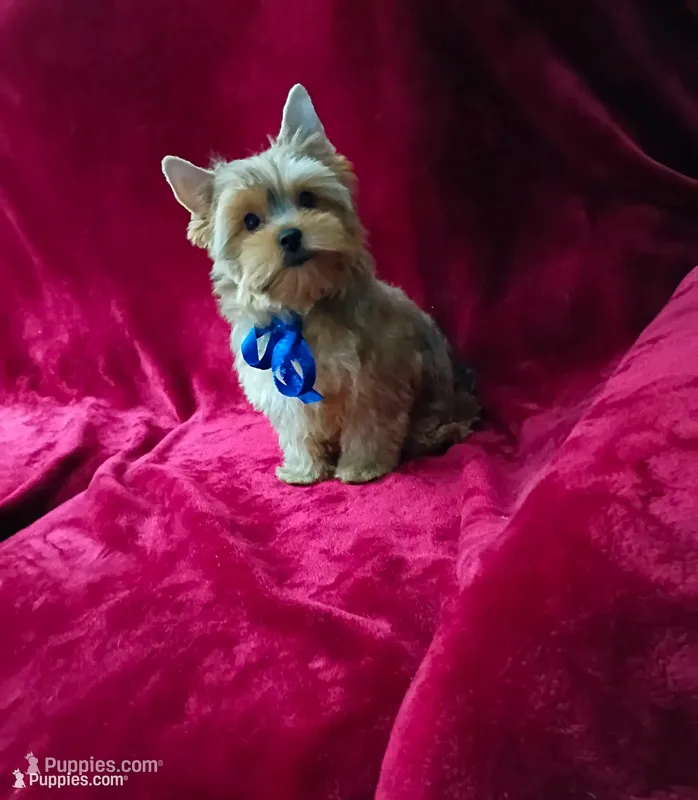 AKC Foxy Boy  – Yorkshire Terrier puppy for sale in Hollywood, FL