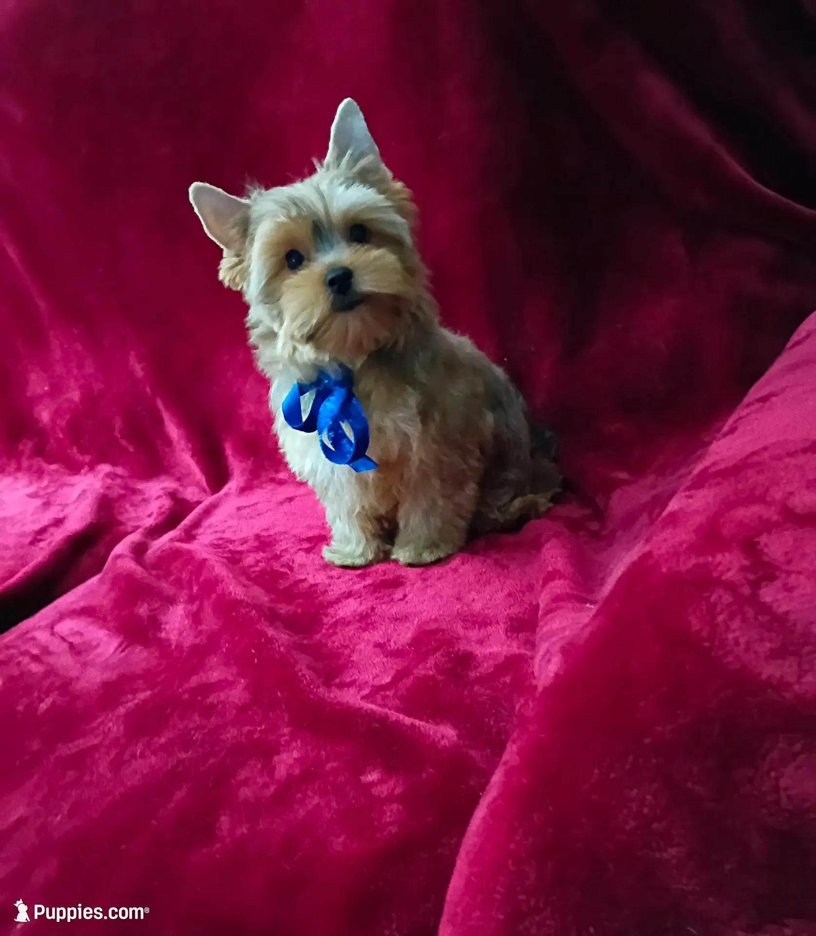 AKC Foxy Boy , a male Yorkshire Terrier for sale in Hollywood, FL – 1 of 4