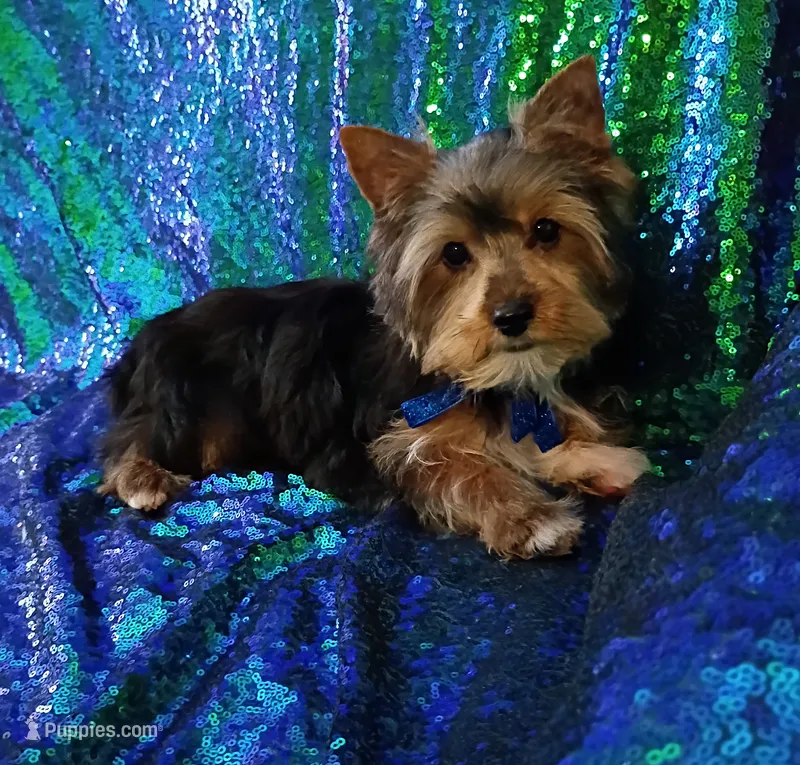 AKC Oreo Ch. Bloodlines   – Yorkshire Terrier puppy for sale in Hollywood, FL