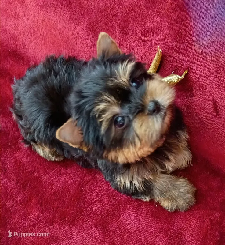AKC Tiny Prince Ch. Lines – Yorkshire Terrier puppy for sale in Pembroke Pines, FL