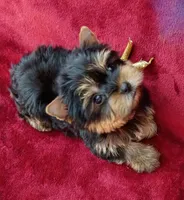 AKC Tiny Prince Ch. Lines, a male Yorkshire Terrier for sale in Pembroke Pines, FL – 3 of 4