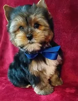 AKC Teddy Bear Ch. Bloodlines , a male Yorkshire Terrier for sale in Pembroke Pines, FL – 3 of 5