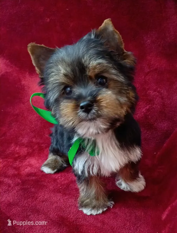 AKC Oreo Ch. Bloodlines  – Yorkshire Terrier puppy for sale in Pembroke Pines, FL