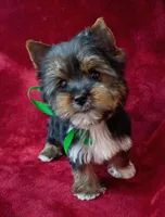 AKC Oreo Ch. Bloodlines , a male Yorkshire Terrier for sale in Pembroke Pines, FL – 1 of 4