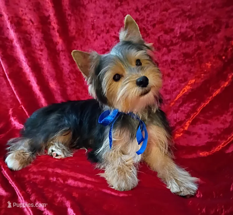 AKC Bo Ch. Bloodlines  – Yorkshire Terrier puppy for sale in Hollywood, FL