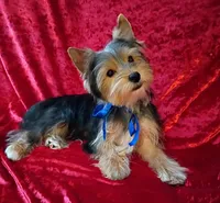 AKC Bo Ch. Bloodlines , a male Yorkshire Terrier for sale in Hollywood, FL – 2 of 3