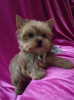 Tiny AKC Baby Doll face boy, a male Yorkshire Terrier for sale in Hollywood, FL – 4 of 5