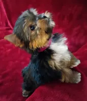 T cup Cookie Ch. Lines, a female Yorkshire Terrier for sale in Pembroke Pines, FL – 6 of 7