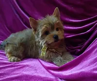 AKC Foxy Boy, a male Yorkshire Terrier for sale in Hollywood, FL – 3 of 3