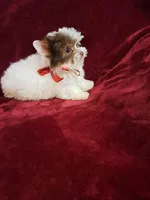 AKC Ch. Parti Lil Luvbug HOLD, a male Yorkshire Terrier for sale in Pembroke Pines, FL – Photo 5 of 5