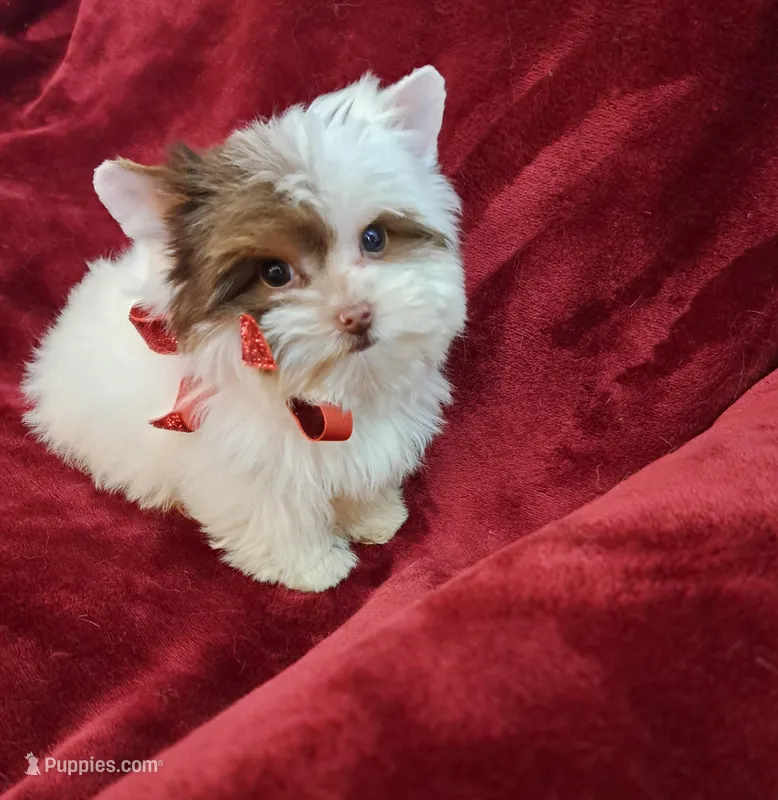 AKC Ch. Parti Lil Luvbug HOLD