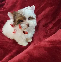 AKC Ch. Parti Lil Luvbug HOLD, a male Yorkshire Terrier for sale in Pembroke Pines, FL – Photo 1 of 5