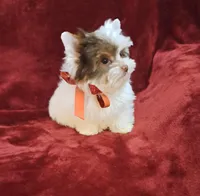 AKC Ch. Parti Lil Luvbug HOLD, a male Yorkshire Terrier for sale in Pembroke Pines, FL – Photo 3 of 5