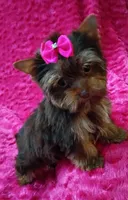 T cup Baby Doll face Chocolate/ tan , a female Yorkshire Terrier for sale in Pembroke Pines, FL – 9 of 9