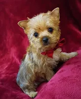 AKC Pretty Princess , a female Yorkshire Terrier for sale in Pembroke Pines, FL – 4 of 4