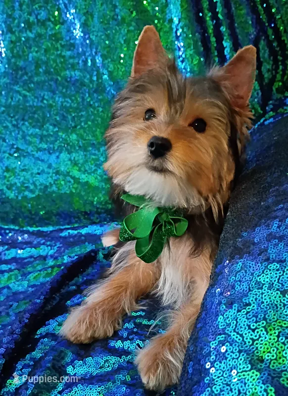 AKC Bo Ch. Bloodlines  – Yorkshire Terrier puppy for sale in Hollywood, FL