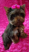 T cup Baby Doll face Chocolate/ tan , a female Yorkshire Terrier for sale in Pembroke Pines, FL – 4 of 9