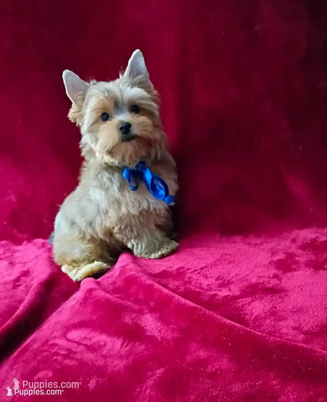 AKC Foxy Boy  – Yorkshire Terrier puppy for sale in Hollywood, FL