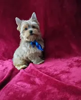 AKC Foxy Boy , a male Yorkshire Terrier for sale in Hollywood, FL – 4 of 4